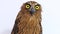 The buffy fish owl or Malay fish owl bird (Ketupa ketupu) on white background