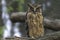 Buffy fish-owl sitting on a log with blurred background