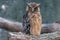 Buffy fish-owl sitting on a log with blurred background