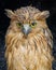 Buffy fish owl in tourism park