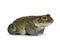 Bufo Alvarius toad on white background