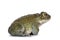 Bufo Alvarius toad on white background