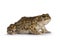 Bufo Bouleneri aka Green Toad on white