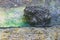 Bufo toad with a a green in closeup amphibian forest animal portrait