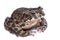 Bufo viridis, European green toad.