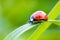 bug pictures