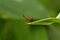 Bug, Aarey milk colony Mumbai , India