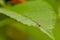 bug,Aulacophora femoralis is on green leaf.