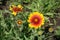 Bug and bee pollinating yellow and red flowers of Gaillardia aristata