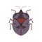 Bug Beetle Insect Species Top View Vector Illustration