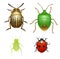 Bug and beetle, ladybug and aphid insect