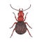 Bug brown. Hand drawn insect illustration, detailed art. Isolated bug on white background