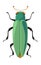 Bug buprestidae jewel beetles flatheaded borers