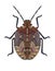 Bug Carpocoris purpureipennis