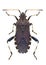 Bug Ceraleptus gracilicornis