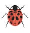 Bug coccinella septempunctata seven-spot ladybird