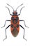 Bug Corizus hyoscyami