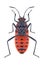 Bug Corizus hyoscyami underside