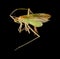Bug, Creontiades pallidus