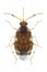 Bug Deraeocoris lutescens