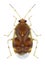 Bug Deraeocoris lutescens