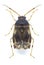 Bug Deraeocoris lutescens