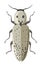Bug eastern eyed click beetle or elater vector