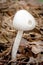 Bug eaten mushroom in an Alabama swamp