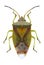 Bug Elasmostethus interstinctus