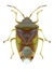 Bug Elasmostethus interstinctus