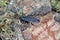 Bug Eremocoris plebejus, Family: Lygaeidae.