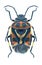 Bug Eurydema ornata