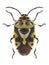 Bug Eurydema ornata