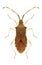 Bug Gonocerus acuteangulatus