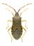 Bug Gonocerus acuteangulatus