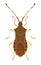 Bug Gonocerus acuteangulatus