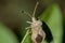 Bug Gonocerus acuteangulatus on a leaf, coreidae family