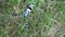 Bug in Grass, Blue Gray Beetle With Black Spots Long Antennae Closeup View Rosalia Longicorn Insects