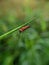 Bug on the grass. Insects, animals, macro photography.