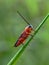 Bug on the grass. Insects, animals, macro photography.
