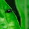 Bug, on a green leaf