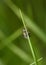 Bug hide behind grass