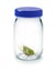 Bug Insect Glass Jar