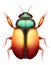 bug insects wildlife animals vector illustration