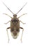 Bug Lygus rugulipennis