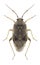 Bug Lygus rugulipennis