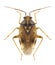 Bug Lygus wagneri