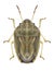 Bug Neottiglossa leporina