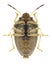 Bug Neottiglossa leporina underside