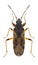 Bug Pachybrachius fracticollis